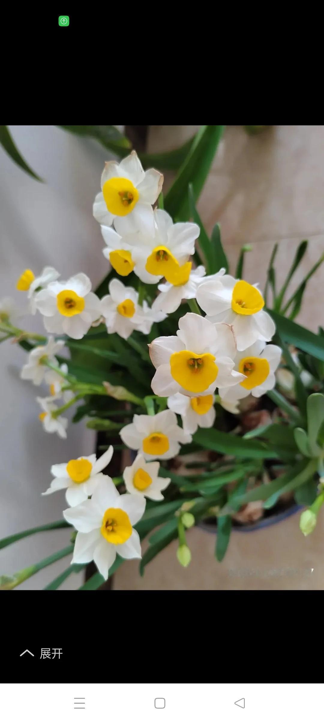 水仙有仙气，吉祥且如意！果然漂亮，作者用心，赞！