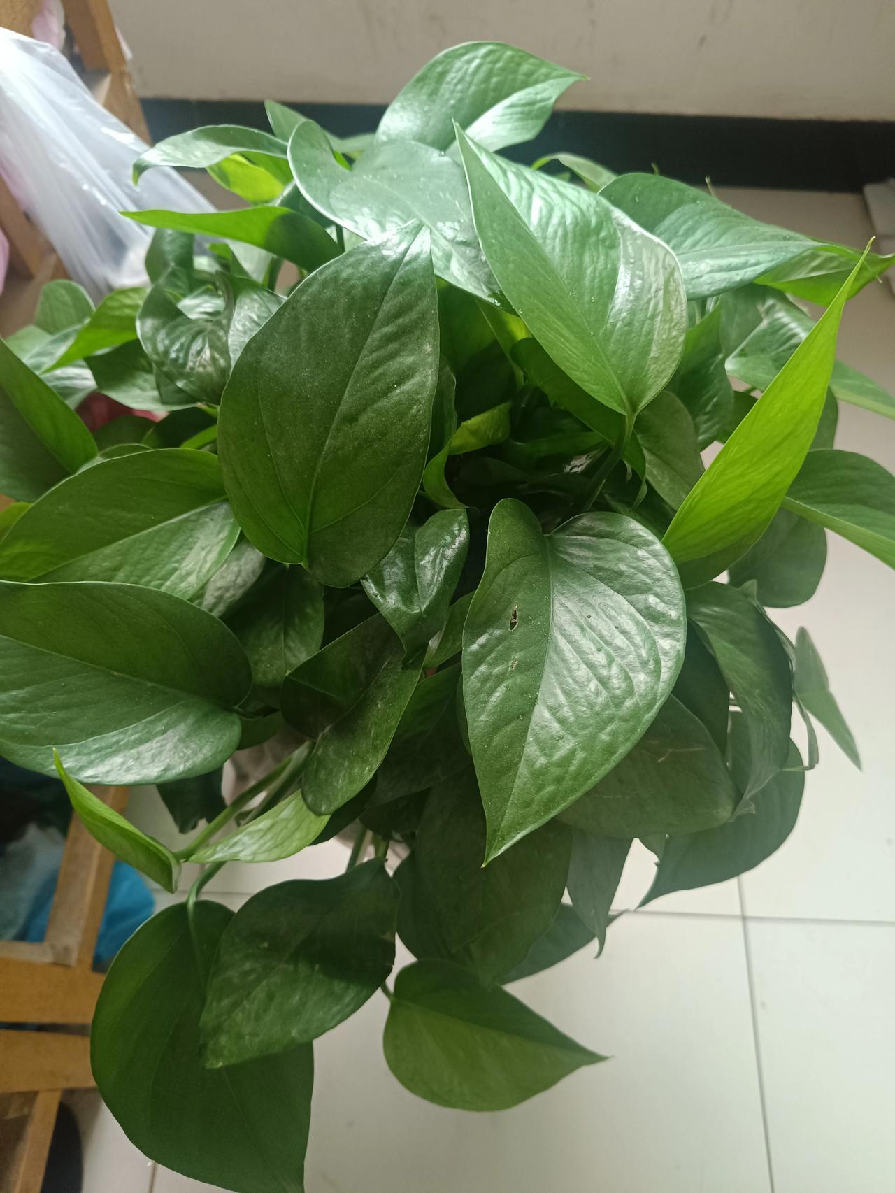 养的绿萝茁壮成长啊，真的是很欣慰，这已经是第三盆了啊，一定要好好生长啊！