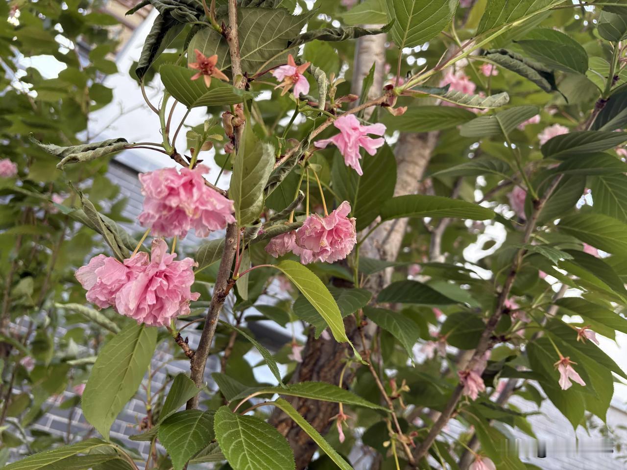 30、东京樱花
/院子里的樱花，都快凋落了。/