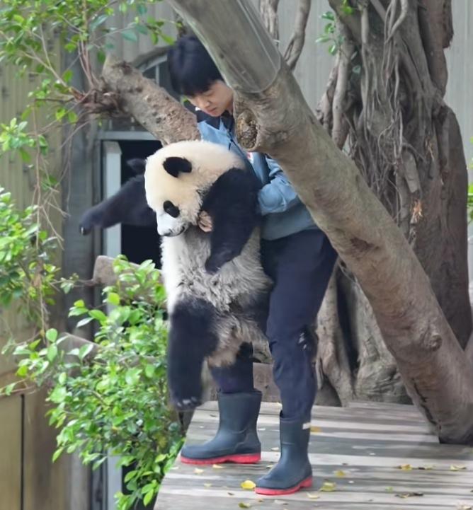 苗苗奶爸抱着小月亮为啥笑得那么开心？小月亮被苗苗奶爸抱住要下木架的时候，不想下班