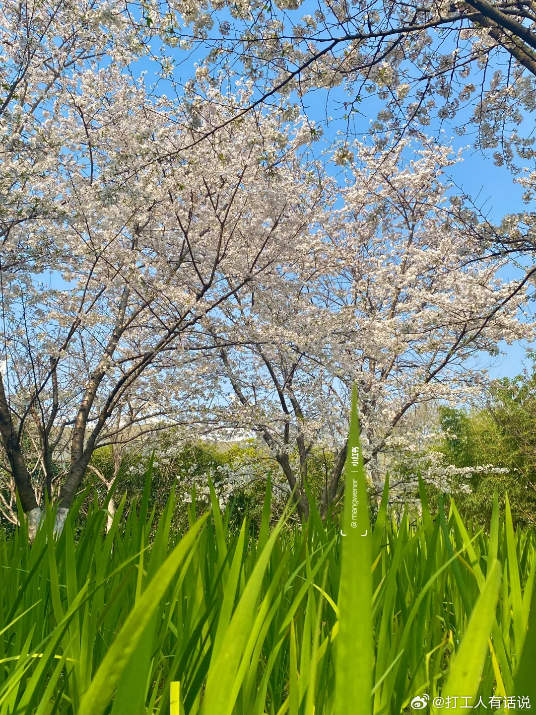 好喜欢收集绿色！！春天真的来啦交换春天