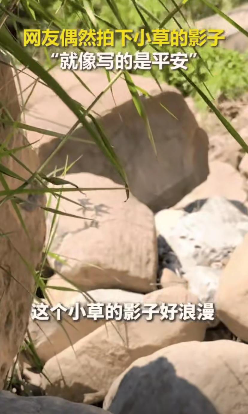 “这小草做梦都没想到它上人民日报了！”四川一女生在山上看风景，她被一个奇特的小草