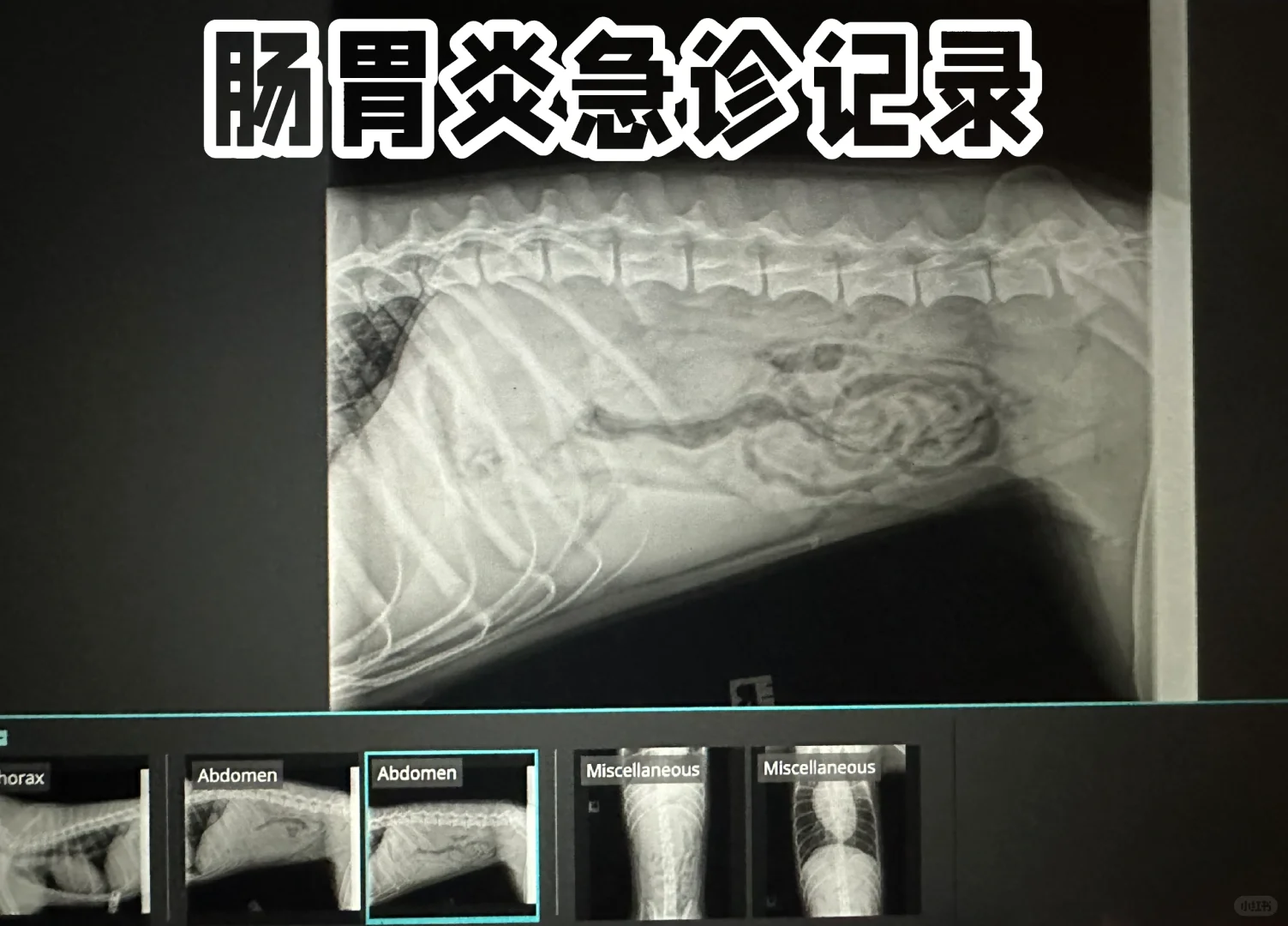 狗生艰难，Emma又又又进急诊了…