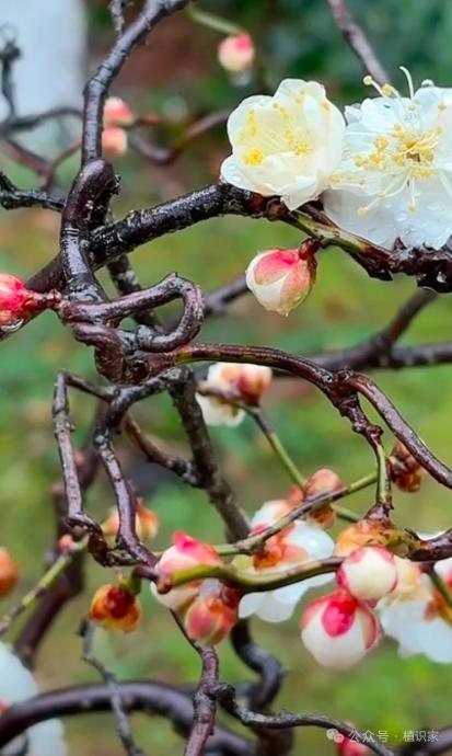 今年冬天的不同今年的冬天马上就要过去了只是现在孩子们没有放假，往年这个时候孩子们
