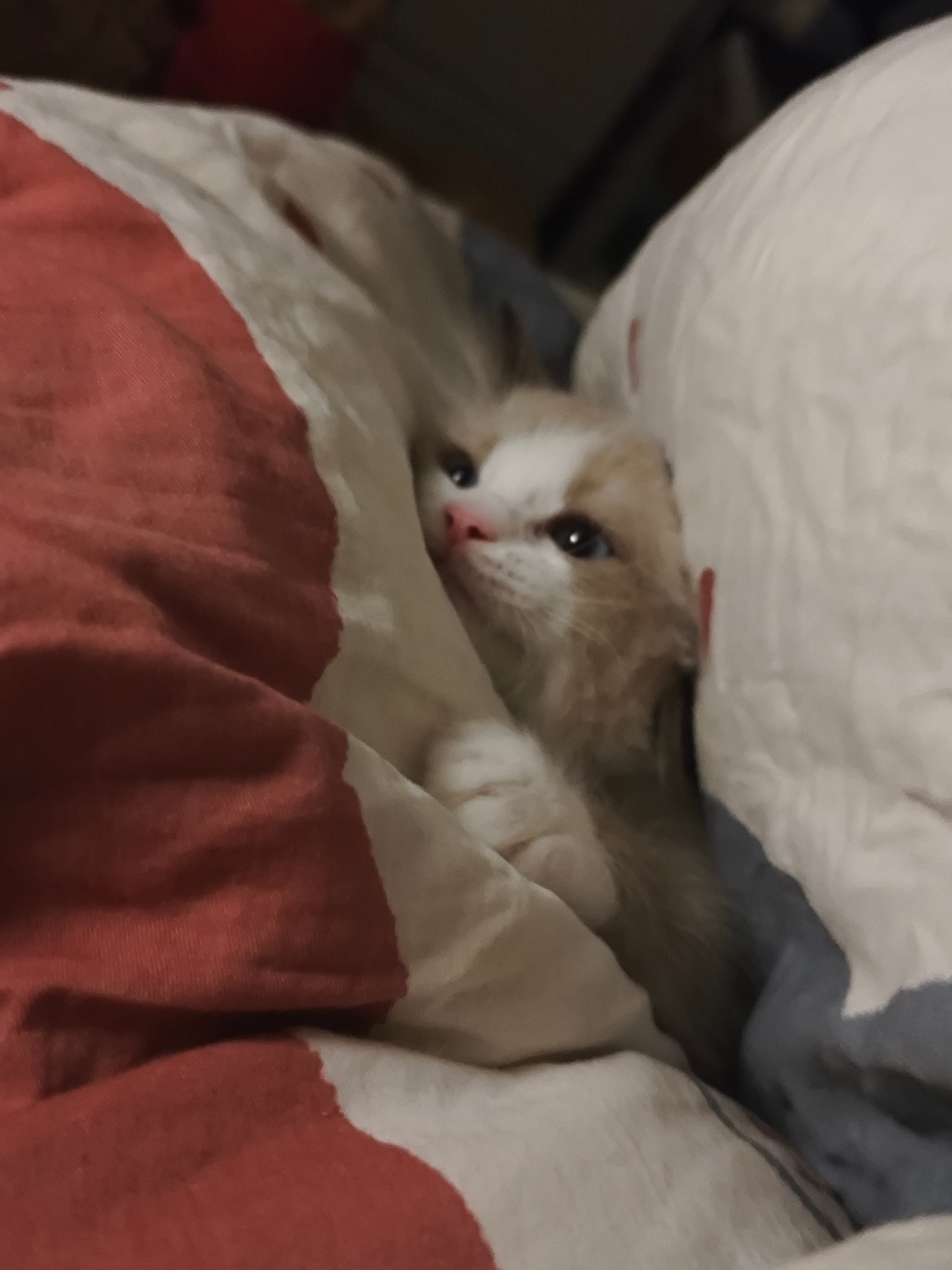 夹猪头 