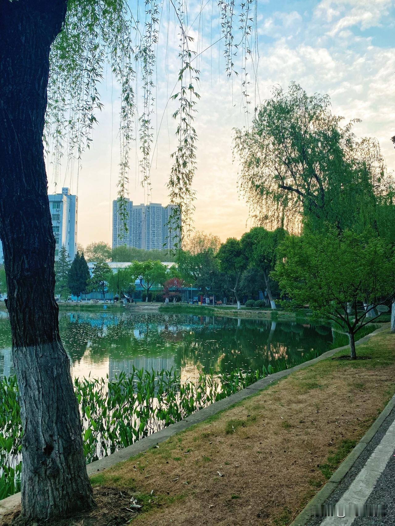 武汉藏龙岛环湖的冬日清晨，简直是一幅绝美的画卷。
沿着绿道骑行，从藏龙号出发，经