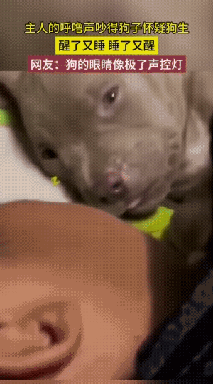 眼神里，它不仅怀疑人生，而且已经生气了。你说！再呼噜一会儿，它会不会啃上一口？