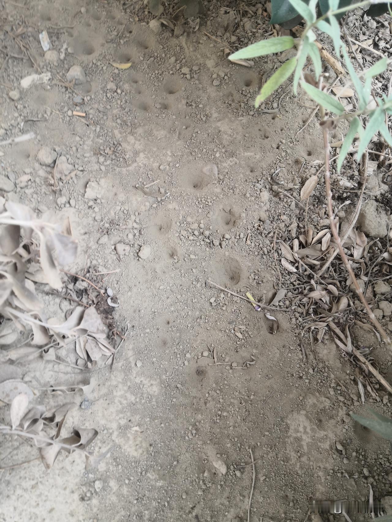 地牯牛
2026年6月14，在中江县农村里面，看见这些地下的小漩涡，这分明是每个