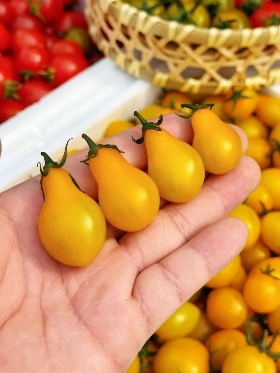 你第一眼肯定想不到它是小番茄吧😂