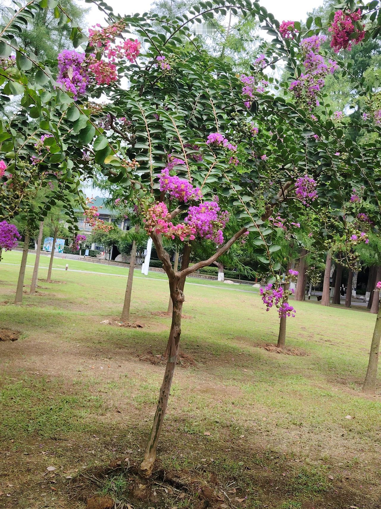 夏日的花树也美丽