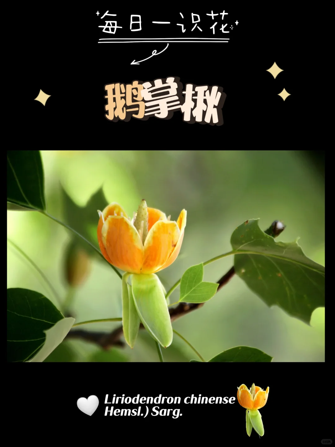 每天认识一种花之【鹅掌楸】day78
