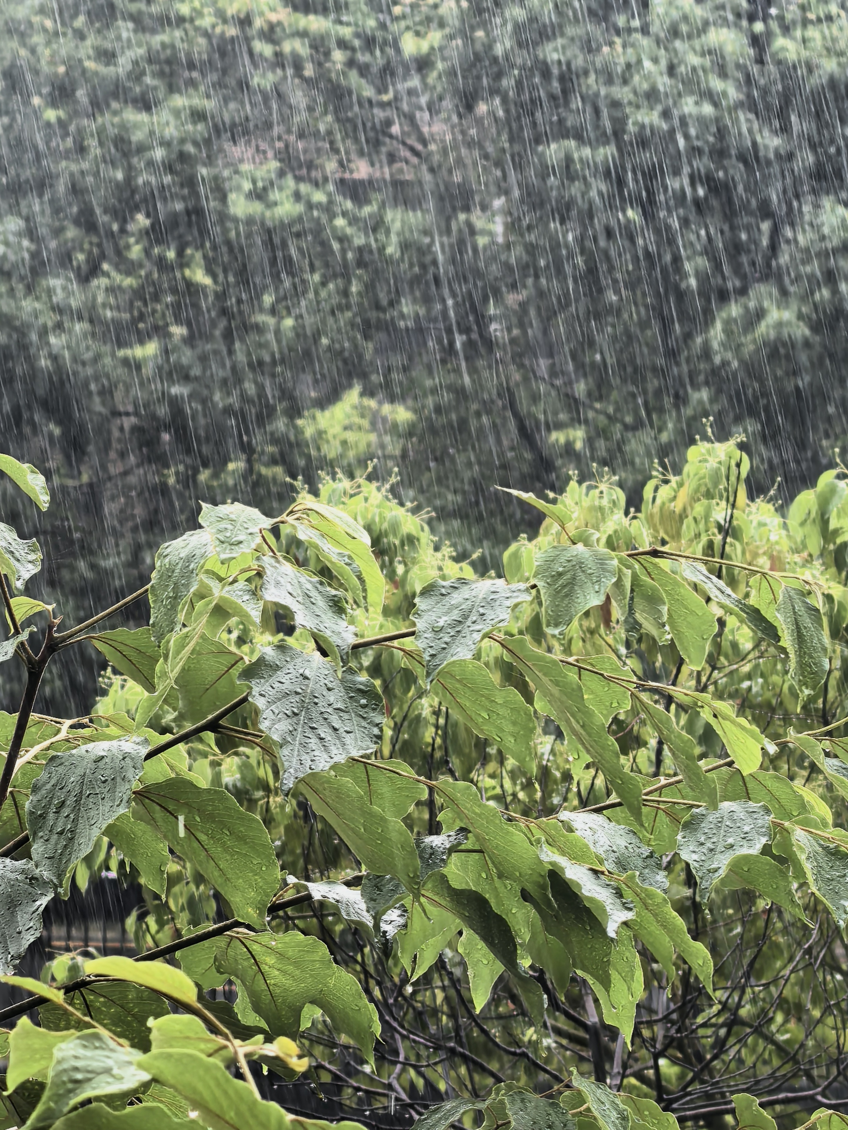 又下大雨。 