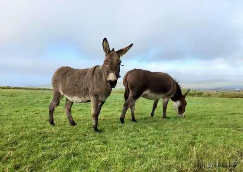 都说挂羊头卖狗肉，现在又来个挂驴头卖马肉，总之都不是真肉！

物以稀为贵，驴和马