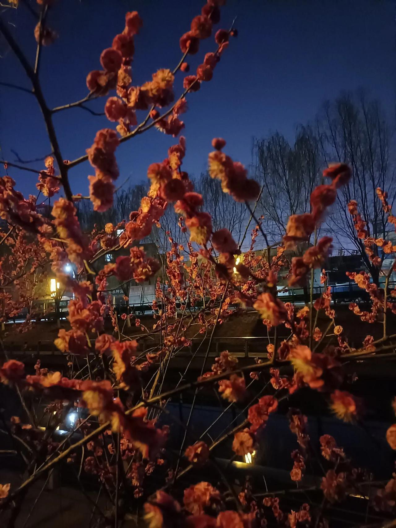 夜色下的梅花，迎着满天星辰绽放的花枝乱颤。

春天是赏花的时节，各种各样的花卉次