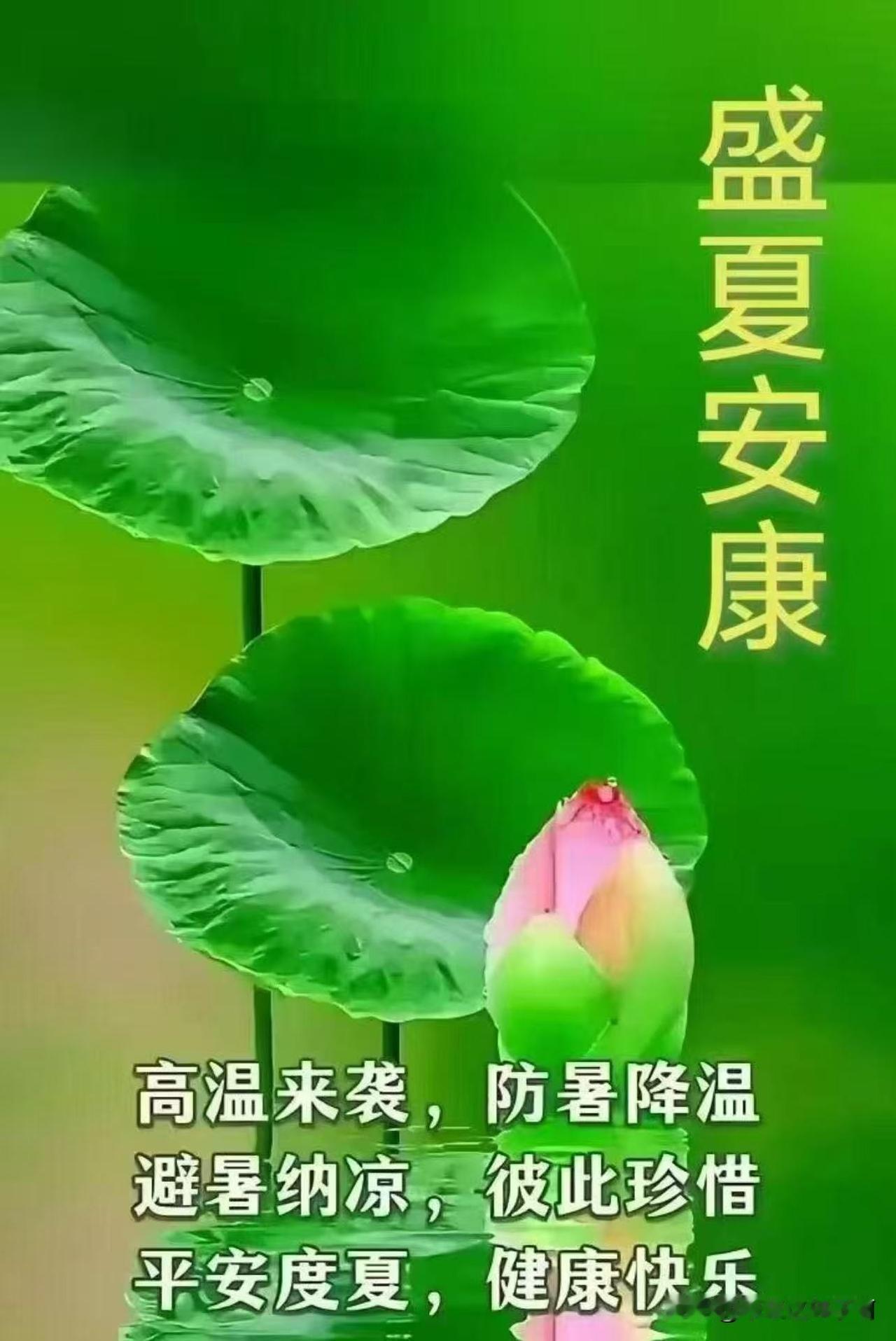 夏日荷花图，清凉一夏！