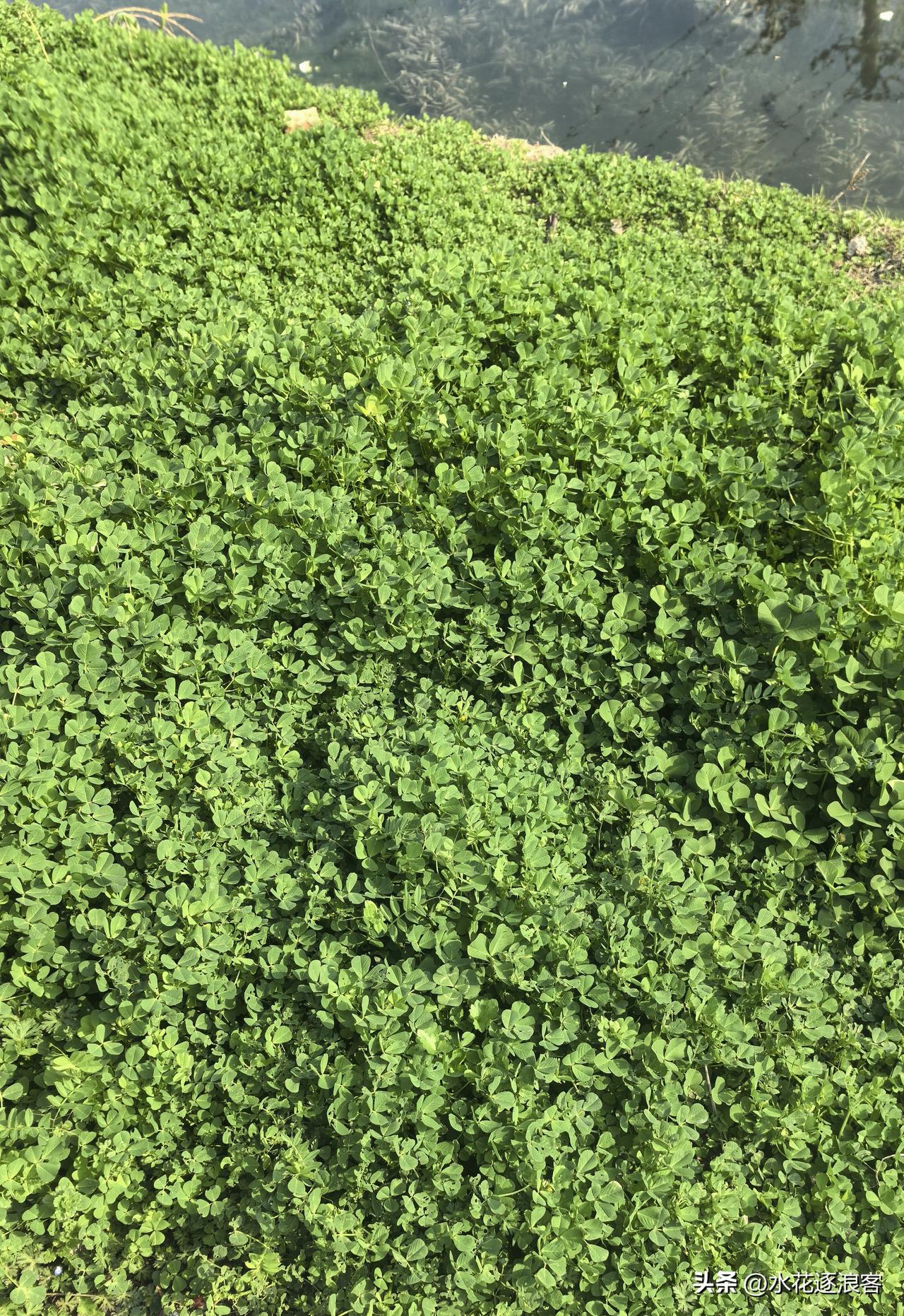 清晨去散步，沿着运盐河慢慢走着，眼前忽然铺开一片嫩生生的绿意。走近细看，竟是野菜