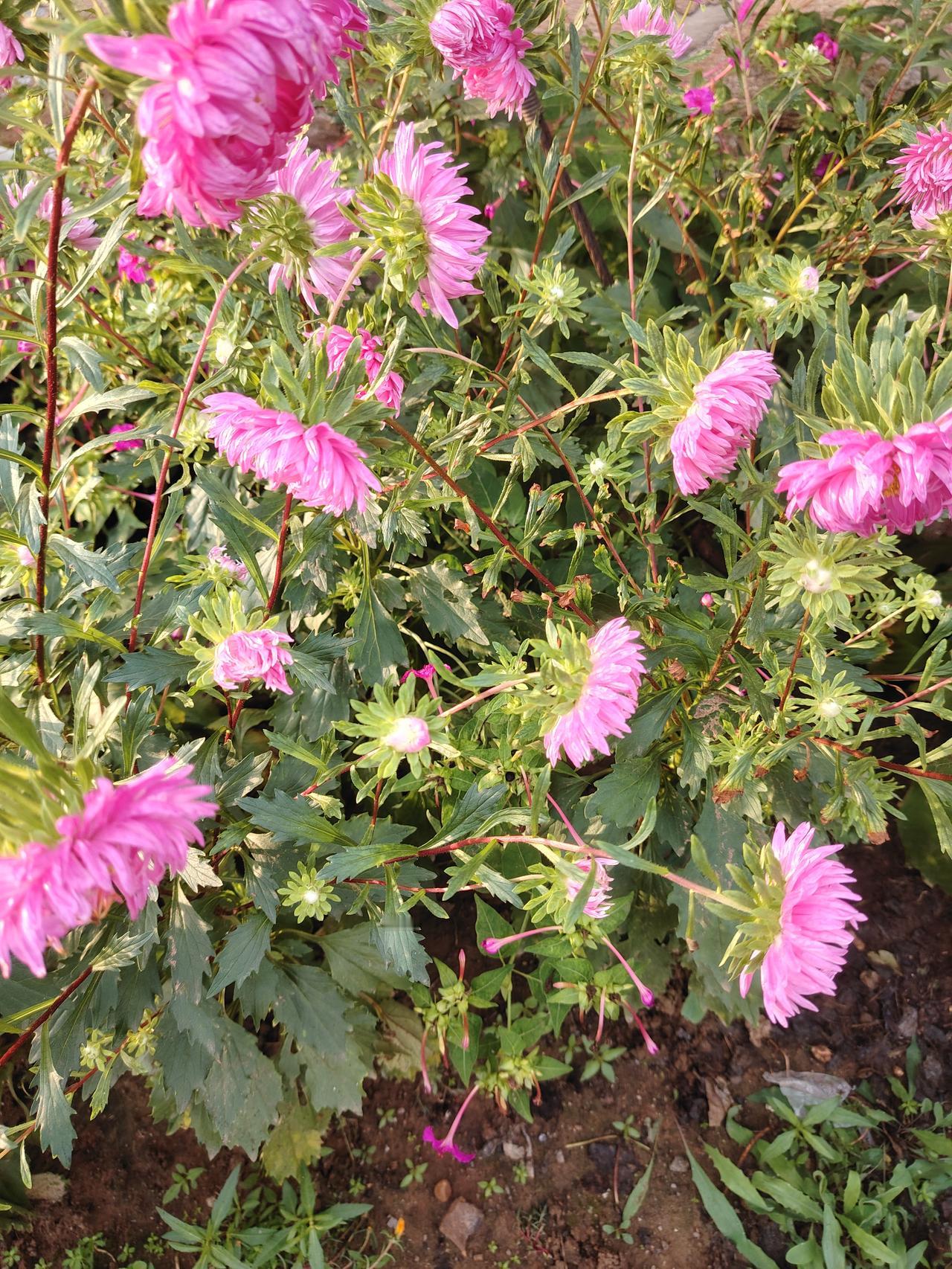 秋日生活打卡季