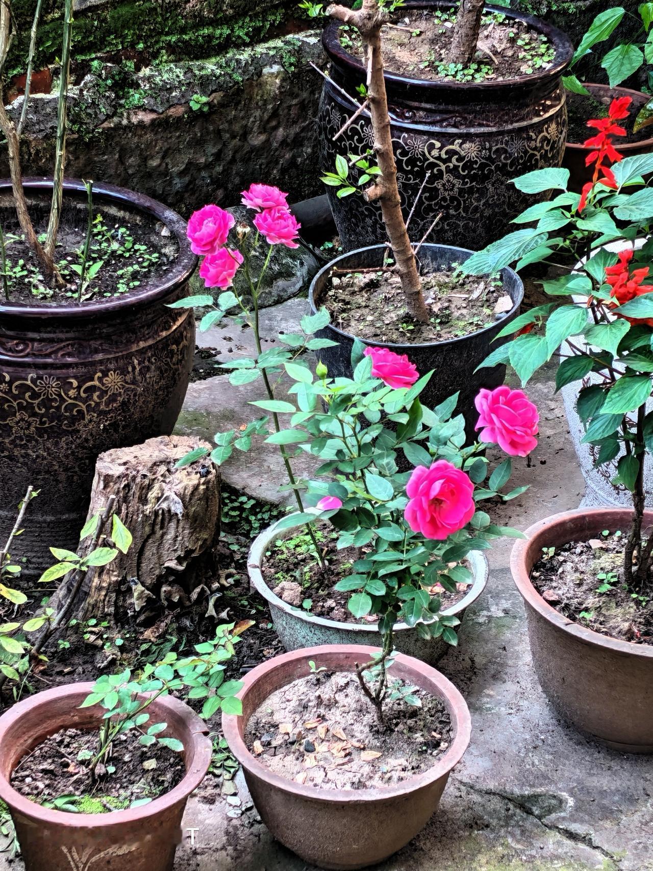 哈、哈、哈，这些红花花都是我插活的。