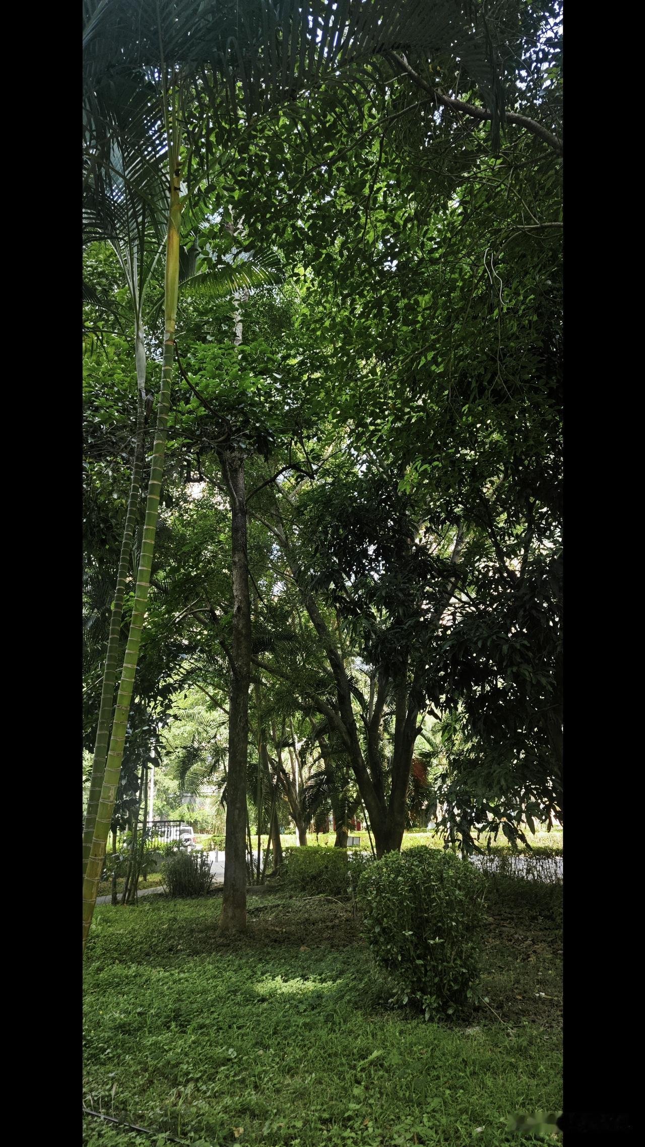 西双版纳的优质小区——

景洪市的世纪金源望江苑，不是一个普通小区，分明是一片森