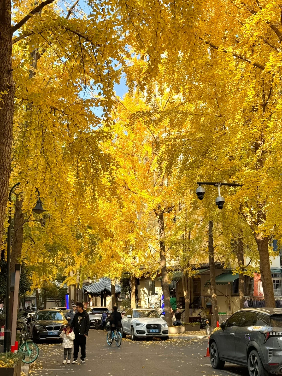 杭州的金色大街也太美了吧🍁12.8实拍live图