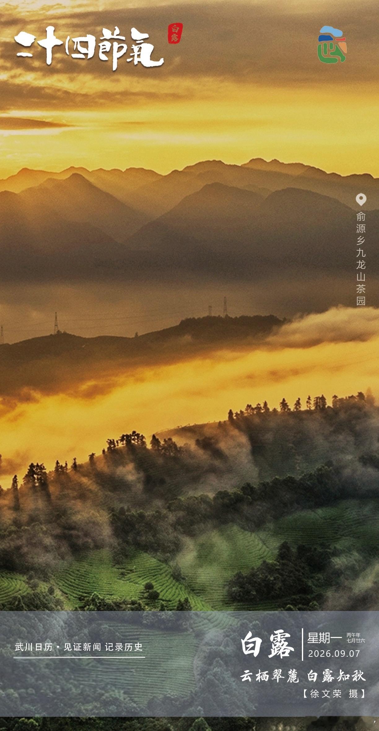 白露知秋俞源乡九龙山茶园在晨雾里像幅水墨画，层叠山峦裹着金辉，茶垄翠得能掐出水～