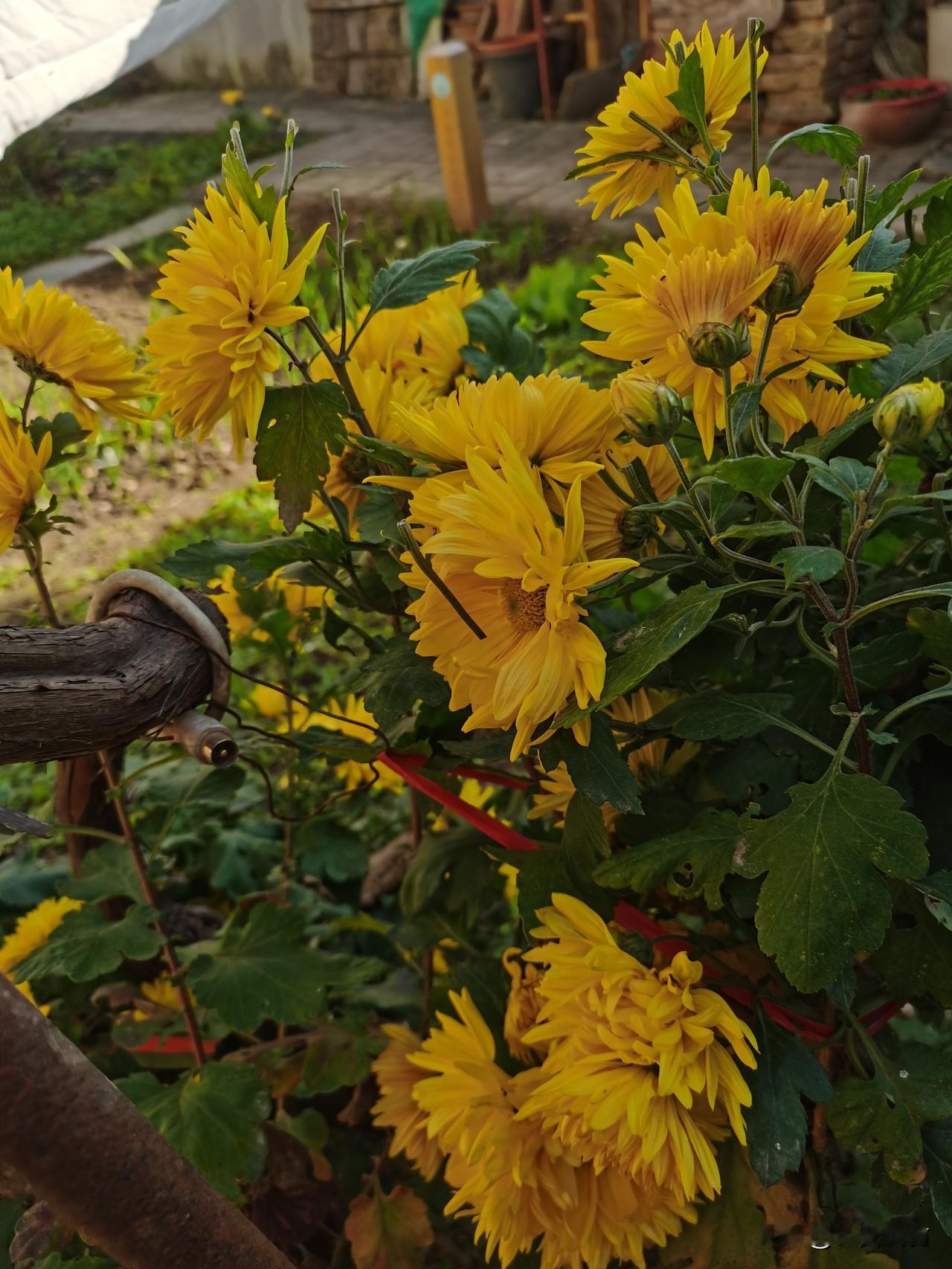 晒图笔记大赛每年的初冬，父亲门前的菊花都会盛开。以前有黄菊与白菊。黄的娇艳高贵，