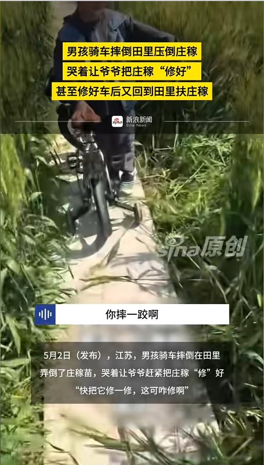 “好孩子！”5月2日报道，江苏，一小男孩在庄稼地旁边骑自行车玩，结果骑进地里的小