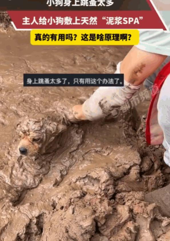 万万没想到！四川，小狗深受跳蚤困扰，浑身痒得不行。主人灵机一动，找来天然泥浆，细