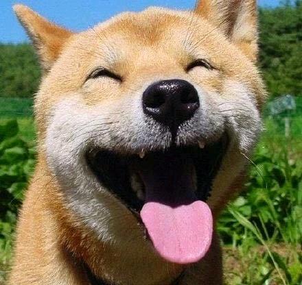 小狗狗的幸福就是吃完骨头摇摇尾巴！
越纯粹越快乐越简单越幸福！
以前，我们肚子饿