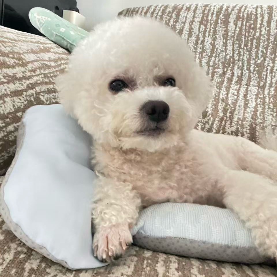 社会没有参天树 我叫蛋爷你记住 