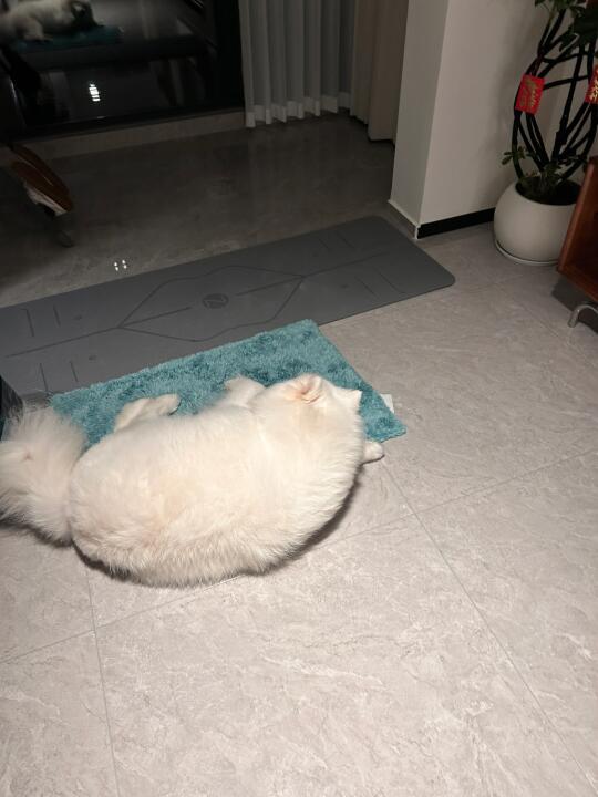 上门陪练的瑜伽搭子