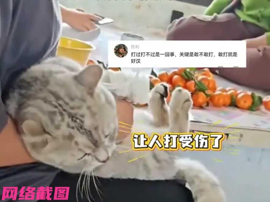 吉林有女生从杭州回家过年，还顺带了自己饲养的小猫咪，这不猫咪一回东北立马被当地的