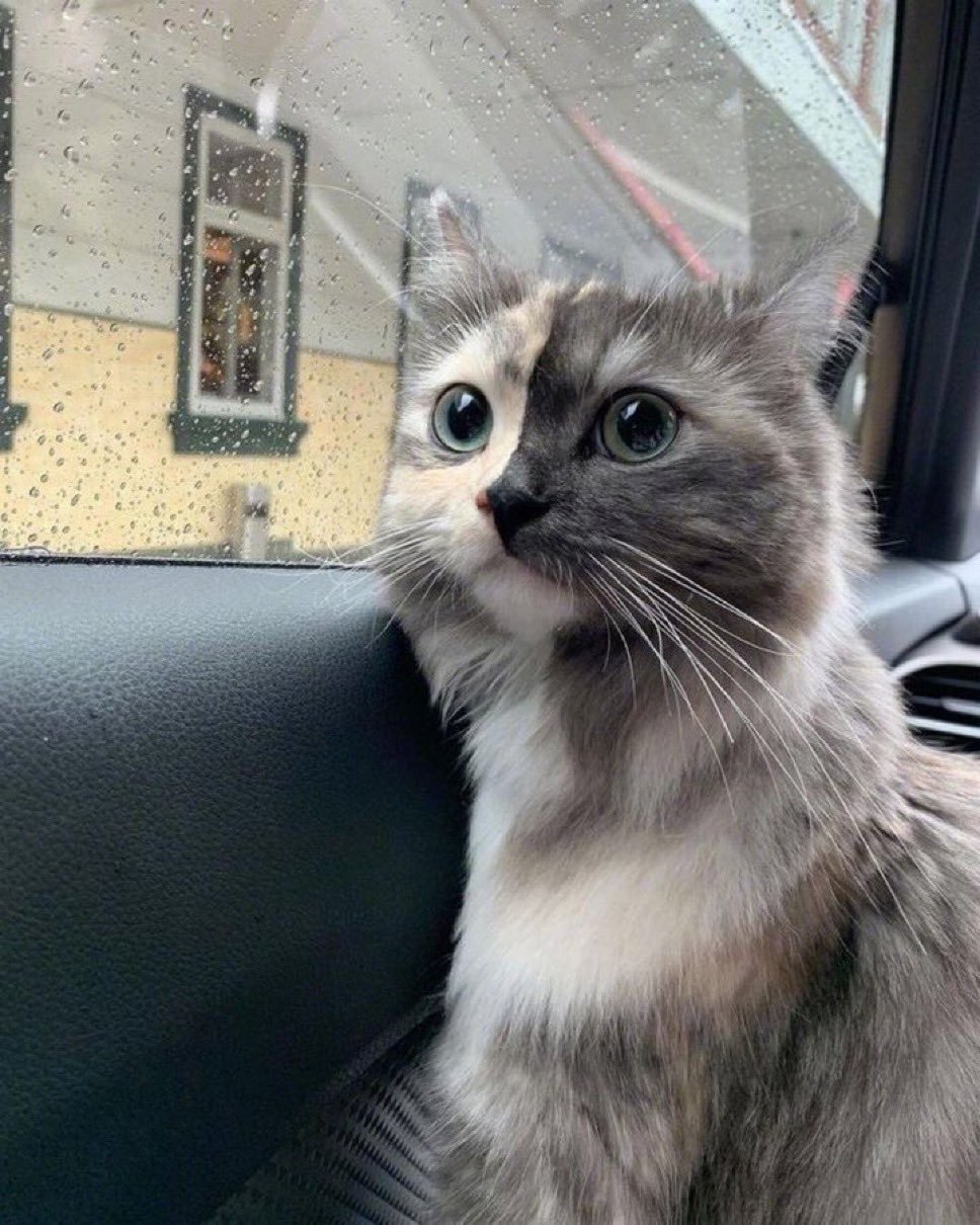 请欣赏今天的奇形怪状猫猫合辑(●′ω`●) 