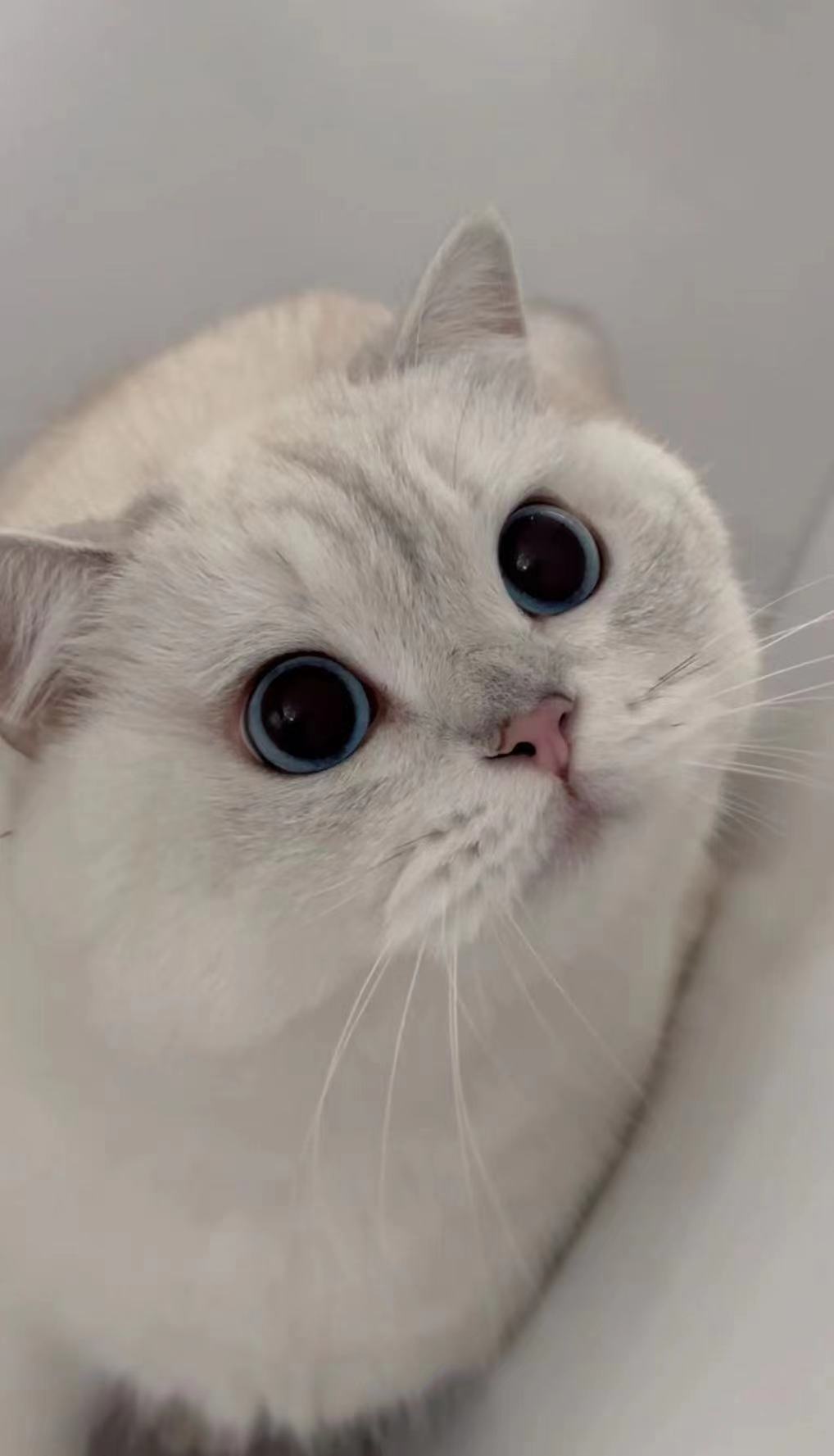 圆滚滚&方方包#辣椒家新家回访##银点##金渐层##银渐层##英国短毛猫##英国