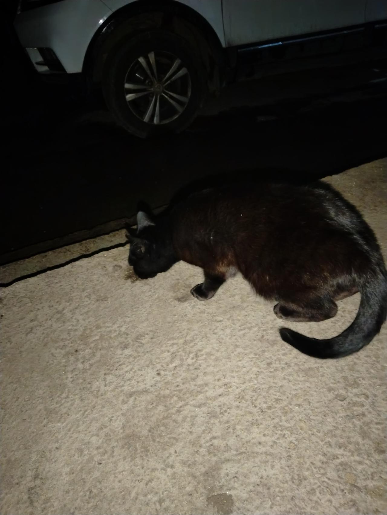 我家也有俩猫，跟小刘情况一样，简直是我的“睡眠刺客”。一只白天睡成摊平的“黄色年