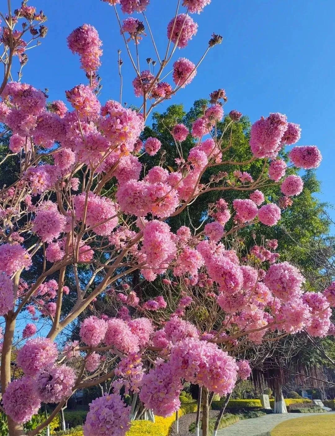 上联：粉花映日，芳菲满目。
下联：[爆竹][爆竹][爆竹][爆竹][爆竹]