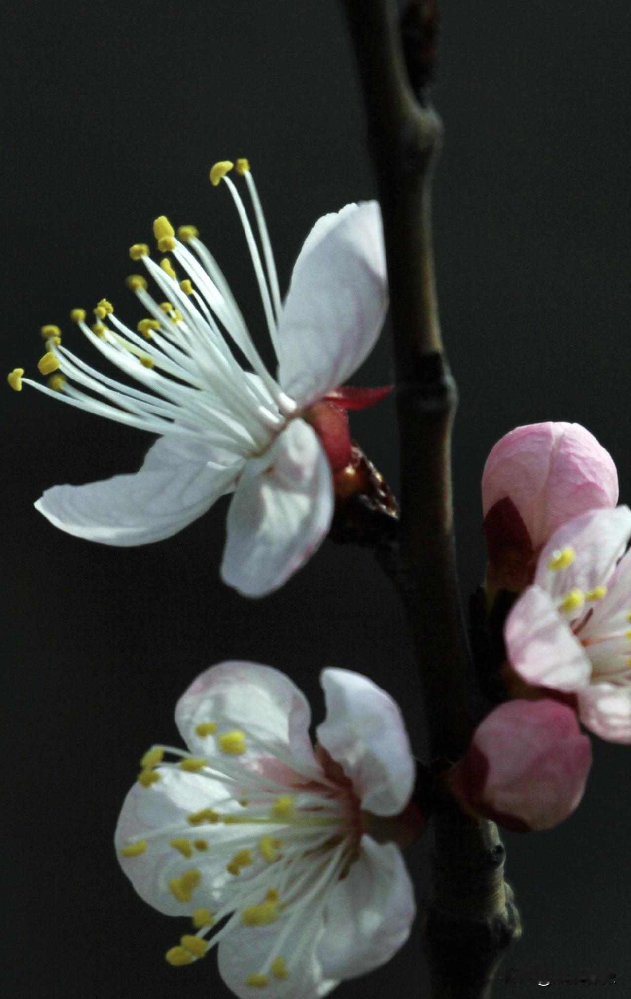 春风花开飘香百花争艳迎春来