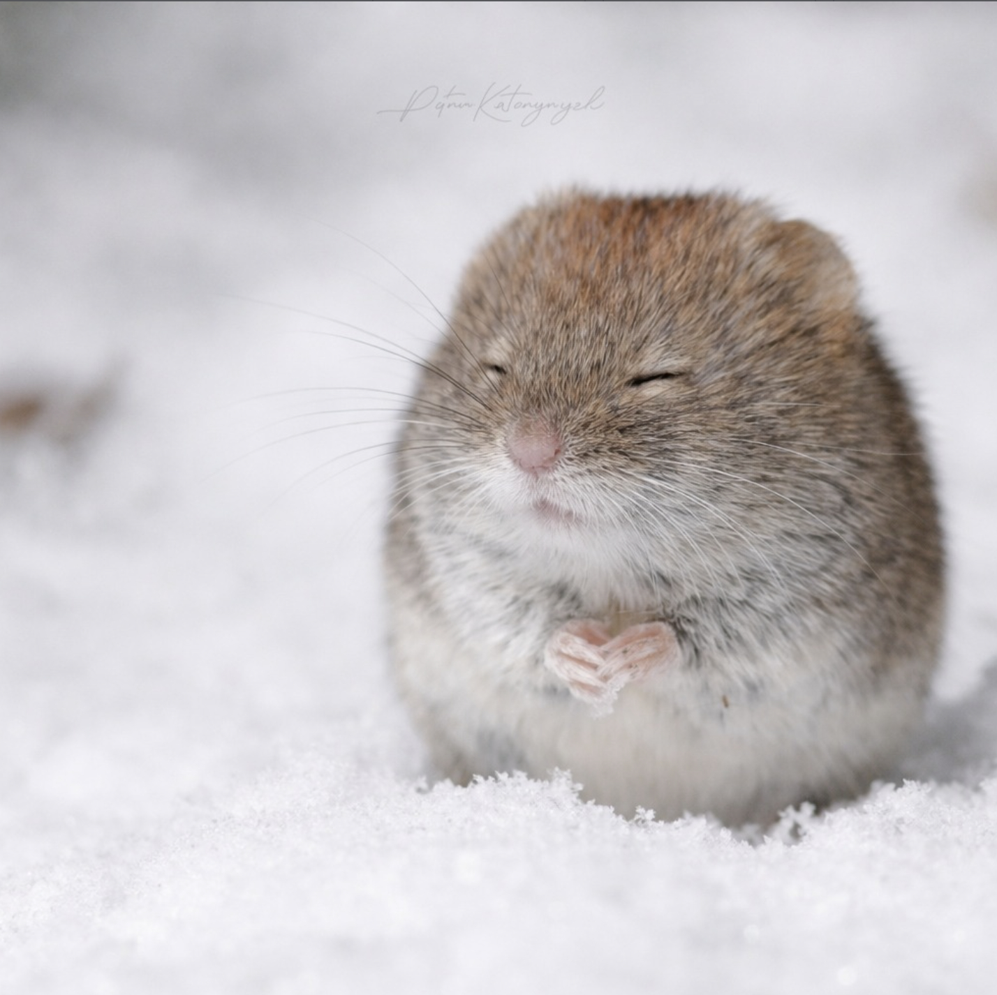 林间大米饭长得比高原大米饭还可爱【ins：realpetrok】 