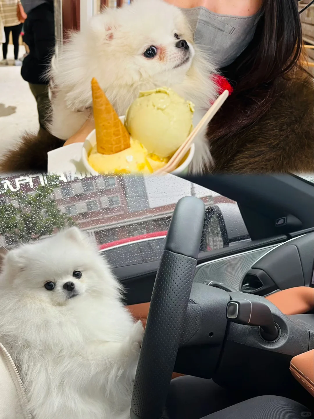 一岁小博美的泪痕终于终于终于没了😭
