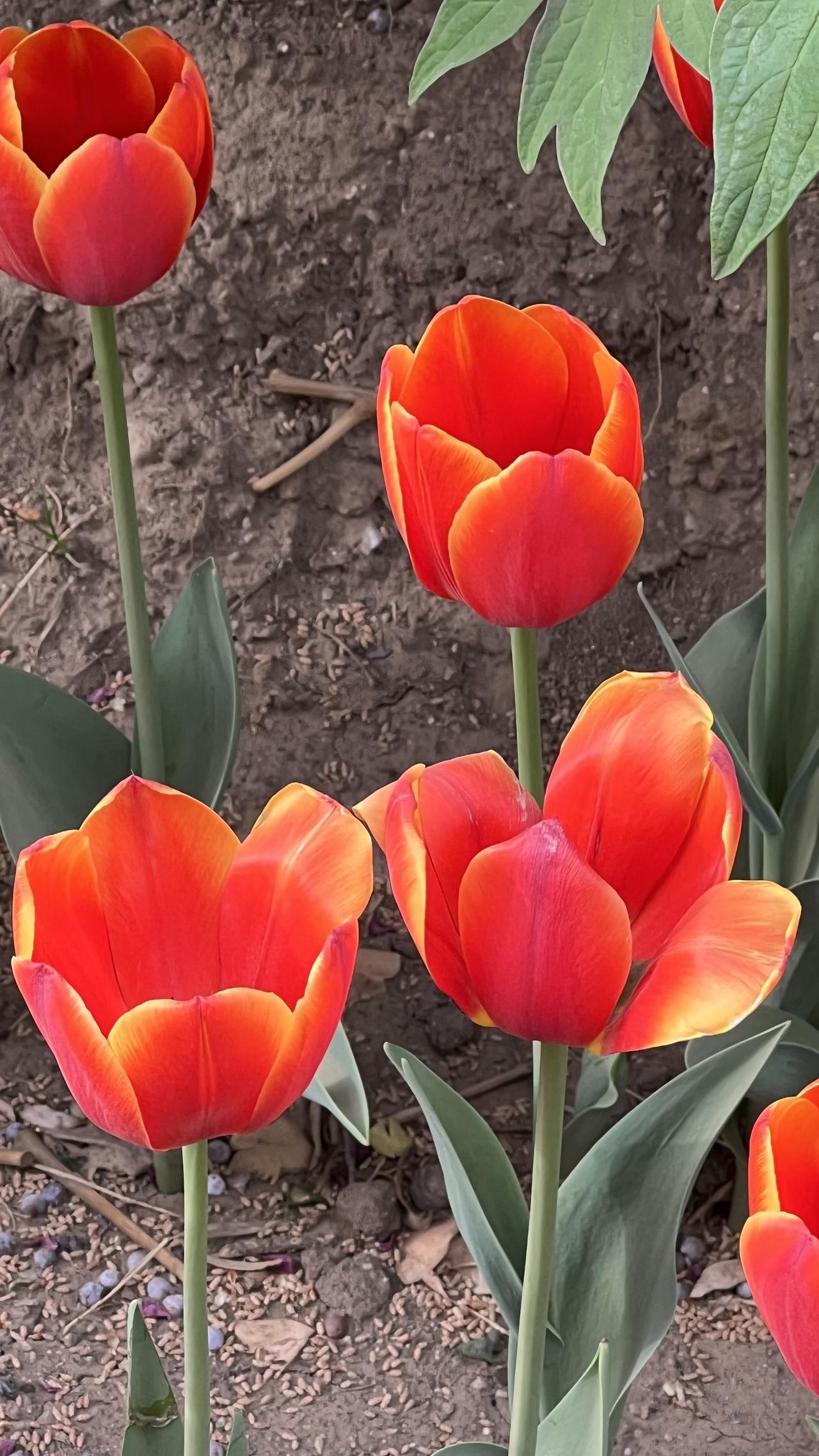 公园里花朵随手拍