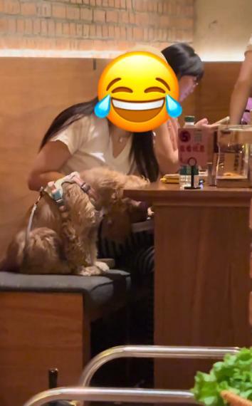 争议不断！9月15日报道，重庆一家网红烤肉店内，一名女顾客将宠物狗抱上餐椅，用自