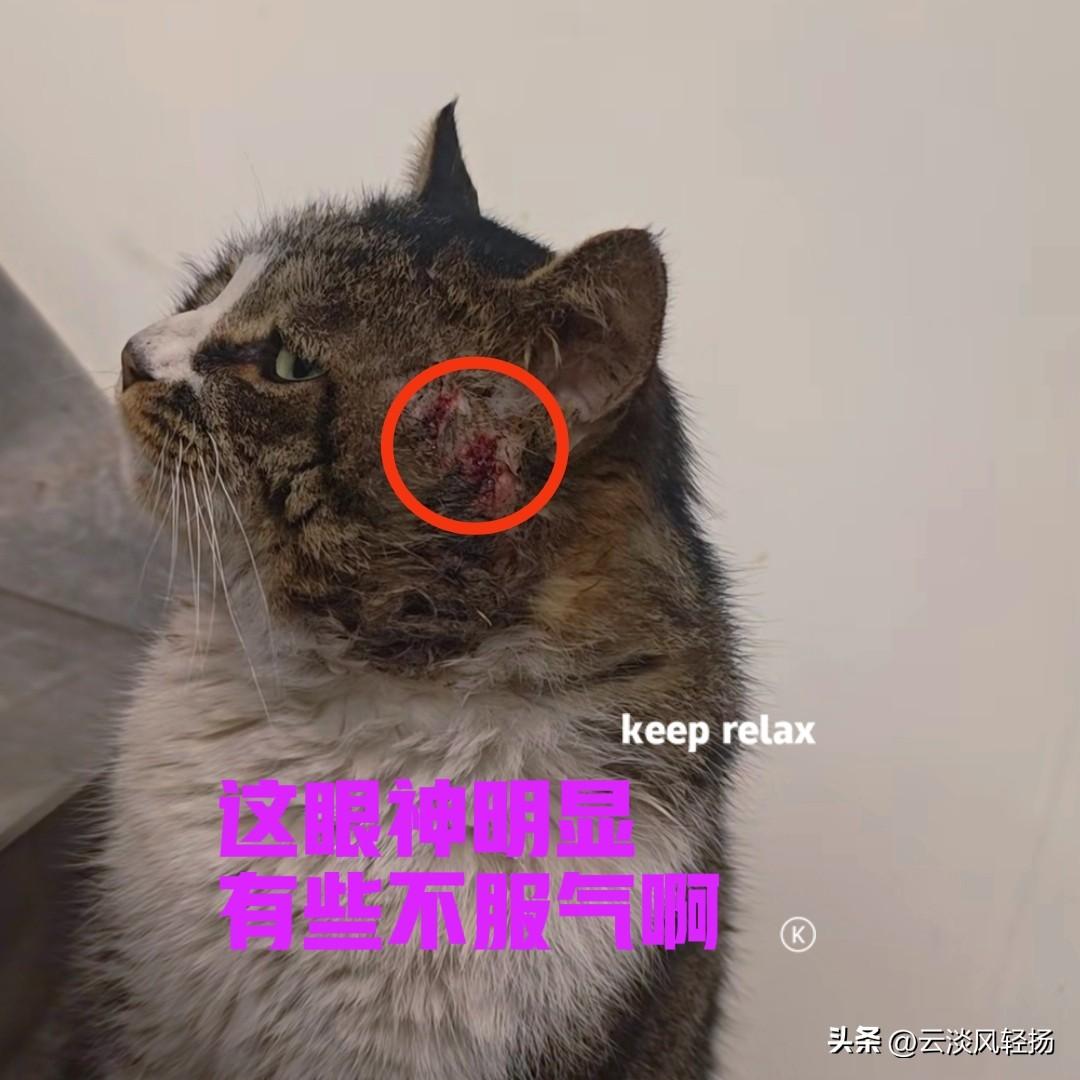 这只猫咪整天不着家，老是喜欢往外面跑，还特别喜欢打架，弄得满身都是伤疤，真是旧伤