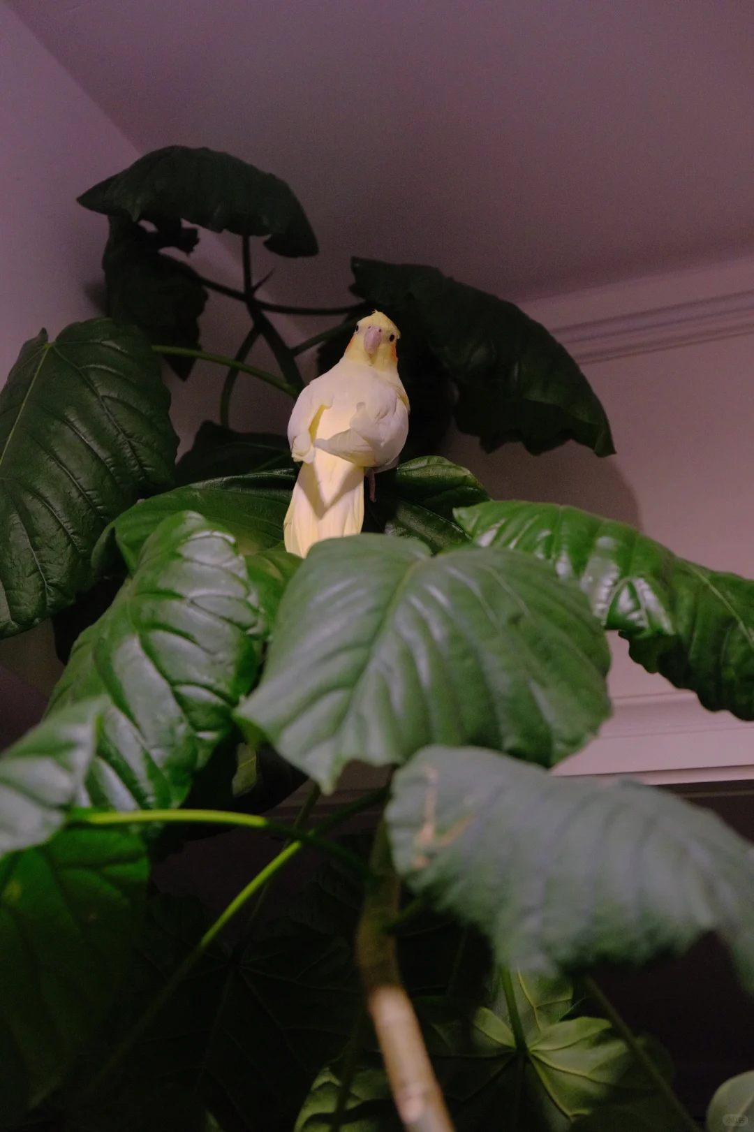 鹦鹉的头可以往后转的吗？？？