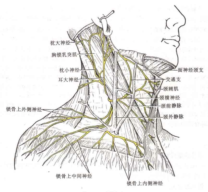 千万不要随便按摩肩颈 看看这张图，肩颈部位这么多神经、静脉和血管，一个不小心就会