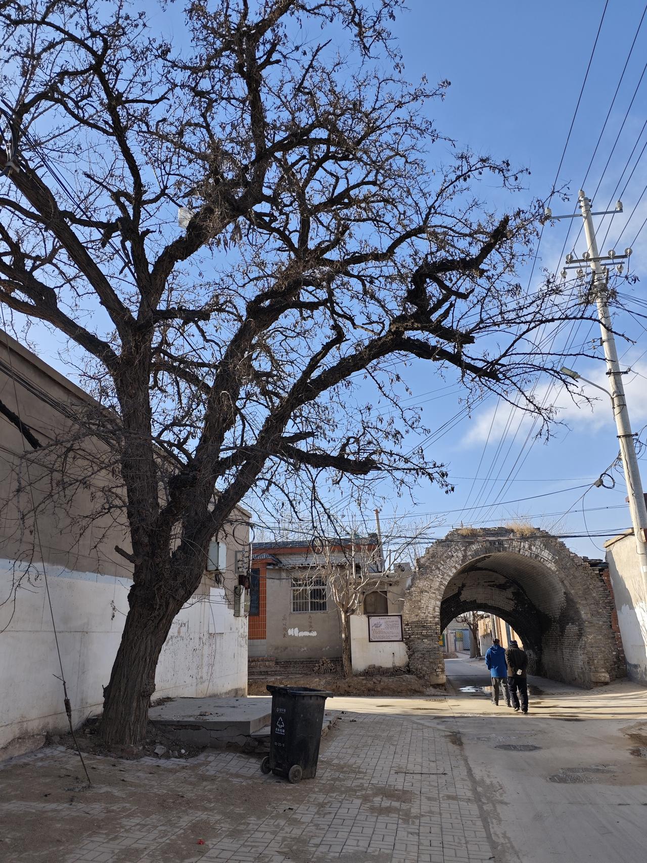 分享随手拍摄的树木和花草照片新城西门遗址