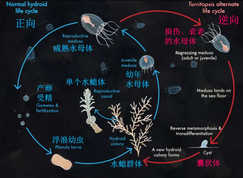【返老还童的生物竟真的存在】你以为“返老还童”只存在于科幻片？不，海里真有这么一