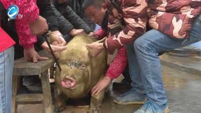 “这位老师火了”贵州一学校老师宰了两头300多斤的猪，分给了120名留守儿童，让