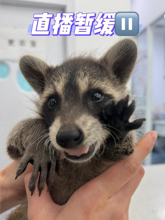 杭州异宠兽医