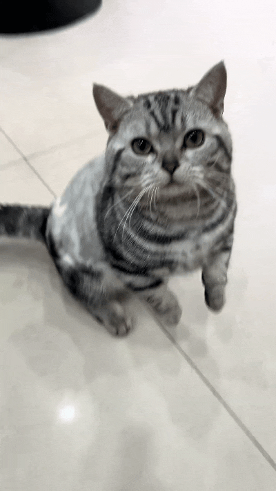 乖乖嘞，俺家这小猫也太机灵了！吃完一口小零食，立马就不够吃嘞。
乖乖站起来不停给