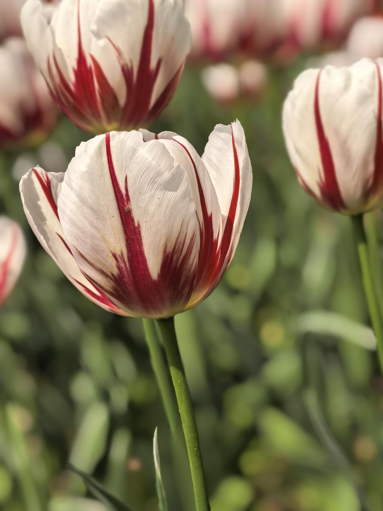 新野我来了！
早就听说新野的郁金花开得漂亮。
今天终于得以见证！
色彩如此的缤纷